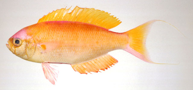 Callanthias japonicus