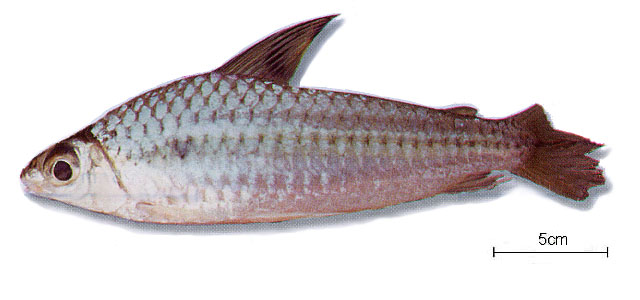 Caenotropus labyrinthicus
