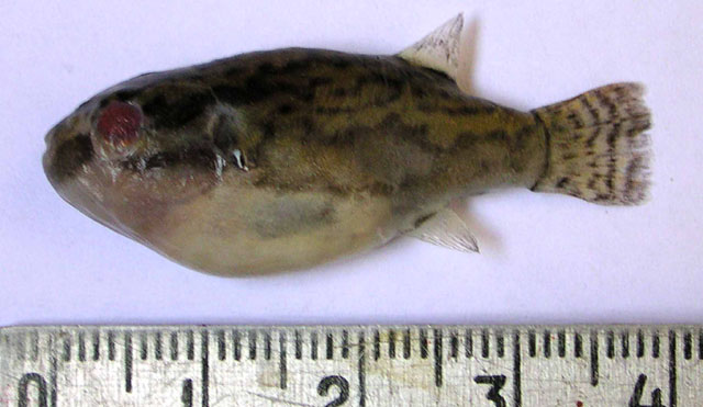 Carinotetraodon lorteti