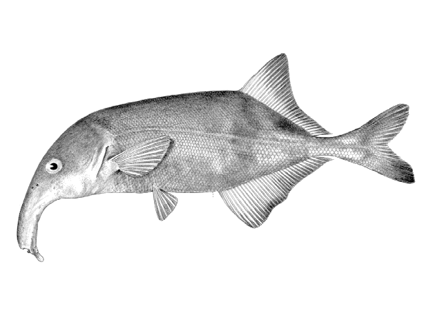 Campylomormyrus luapulaensis