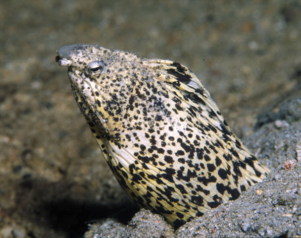 Camar_uf.jpg