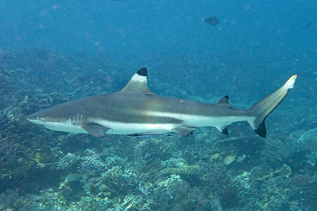 Carcharhinus melanopterus