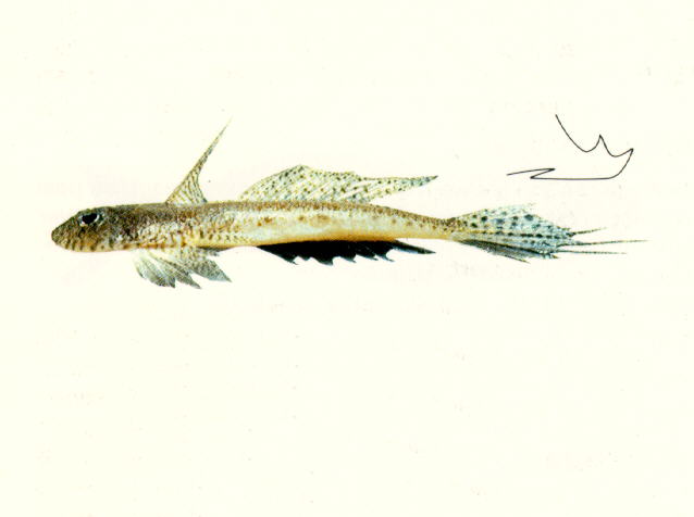 Callionymus meridionalis