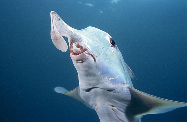 Callorhinchus milii