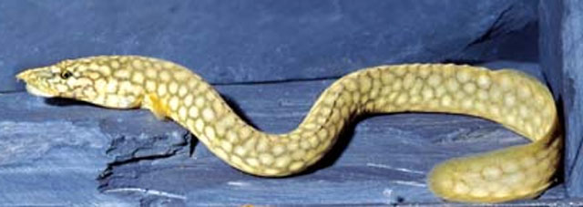 Mastacembelus moorii