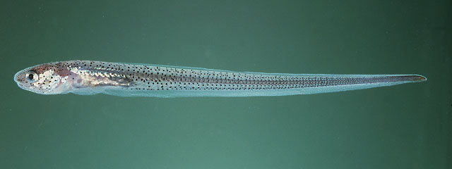 Carapus mourlani