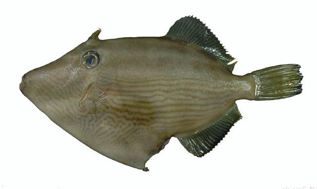 Thamnaconus multilineatus
