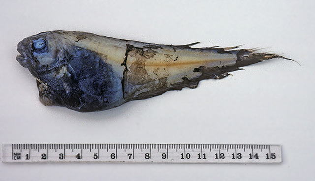 Careproctus paxtoni