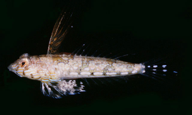 Synchiropus minutulus