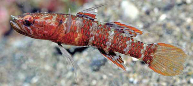 Calumia profunda