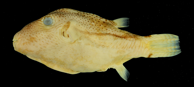 Capun_u3.jpg