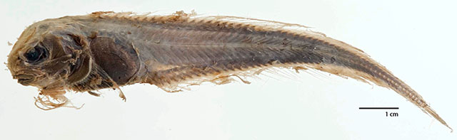 Careproctus rhodomelas