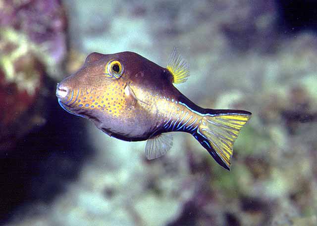Canthigaster rostrata