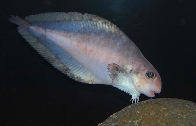 Careproctus roseofuscus
