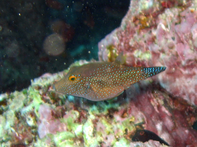 Canthigaster sanctaehelenae