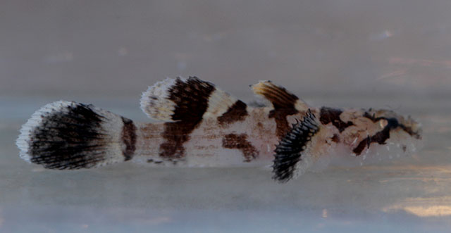Callogobius sheni