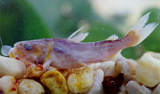 Cathorops spixii