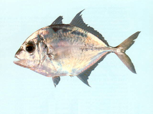 Catal_u0.jpg