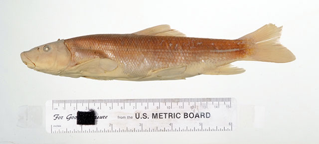 Catostomus tsiltcoosensis