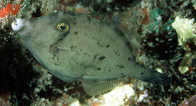 Caver_u0.jpg