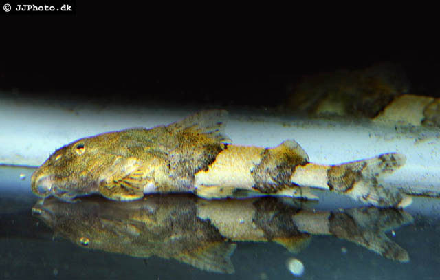 Caelatoglanis zonatus
