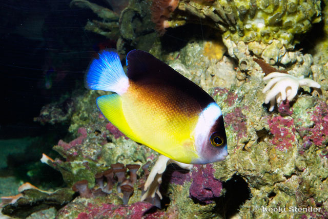 Centropyge abei