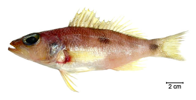 Cefus_u1.jpg