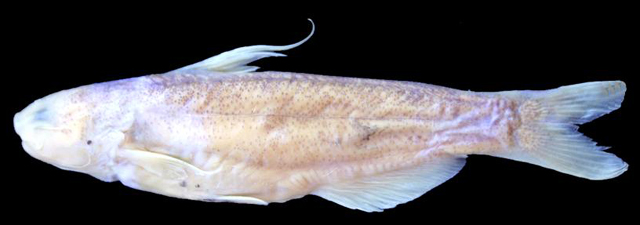 Cegob_u0.jpg