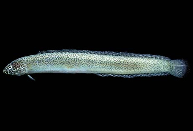 Cerdale ionthas
