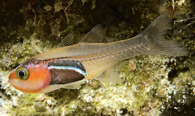 Cercamia melanogaster
