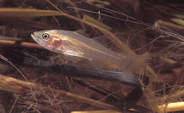 Cemex_j0.jpg