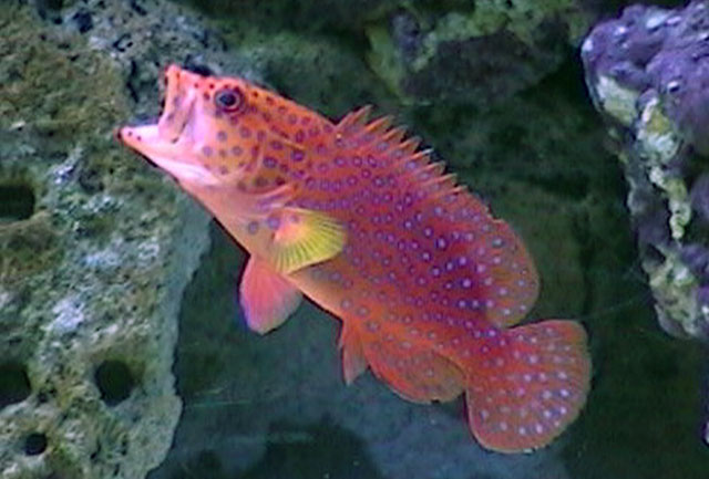 Cephalopholis miniata