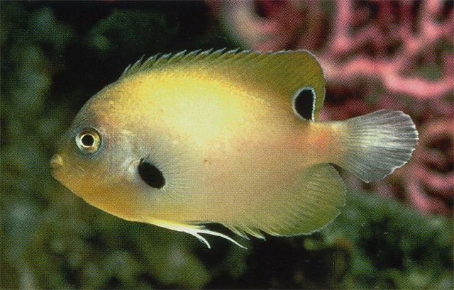 Centropyge nigriocellus