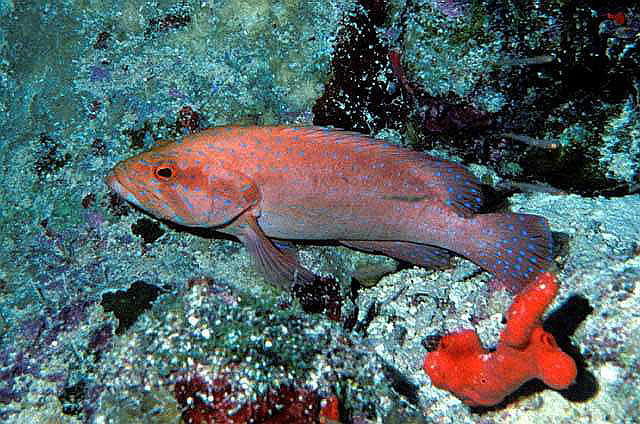 Cephalopholis oligosticta