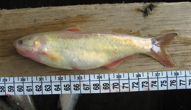 Cetopsis othonops