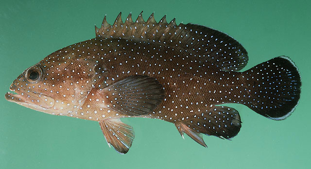 Cephalopholis polyspila