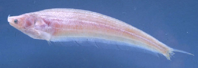 Ceratoglanis scleronema