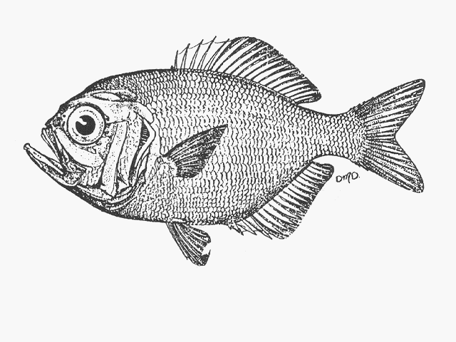 Centroberyx spinosus