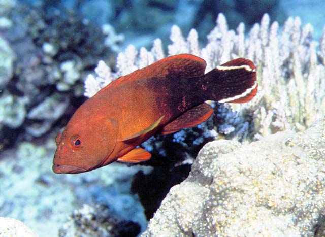 Cephalopholis urodeta