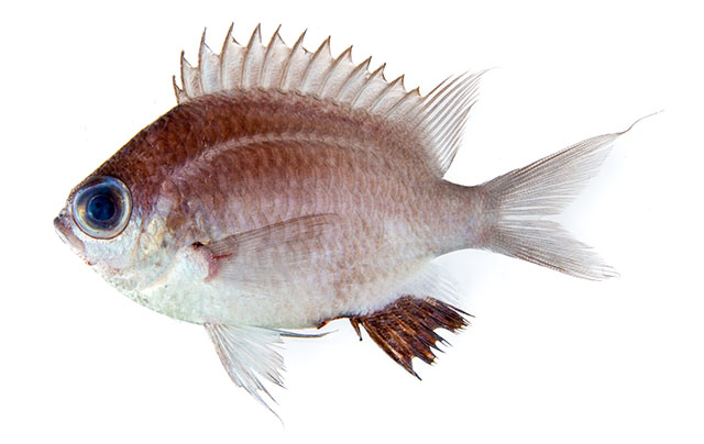 Chaba_u0.jpg