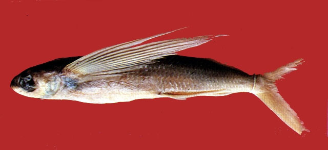 Cheilopogon agoo