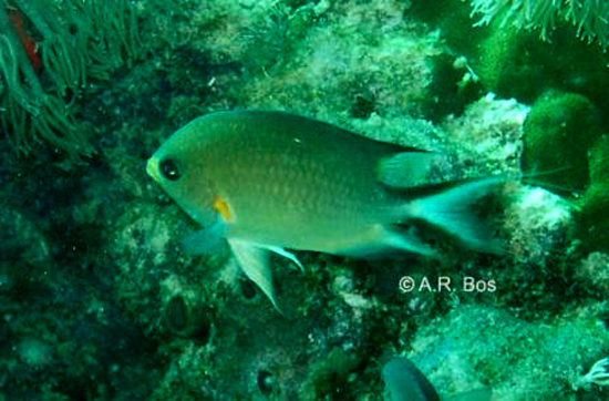 Pycnochromis amboinensis