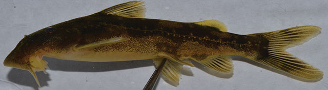 Chasp_f0.jpg