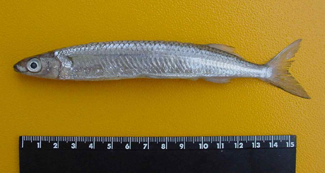 Chriodorus atherinoides