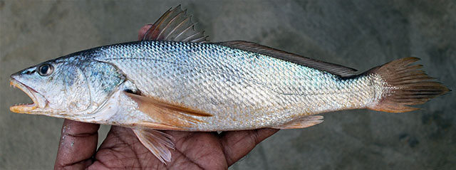 Chrysochir aurea