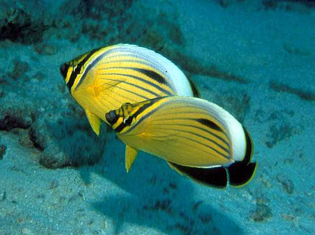 Chaetodon austriacus