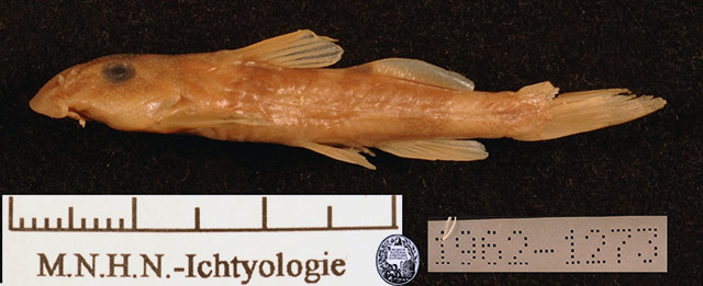 Chiloglanis benuensis