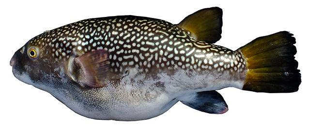 Chelonodontops bengalensis