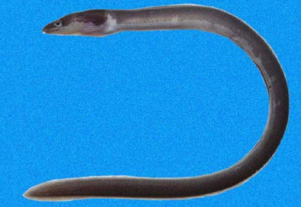 Chlopsis bicollaris