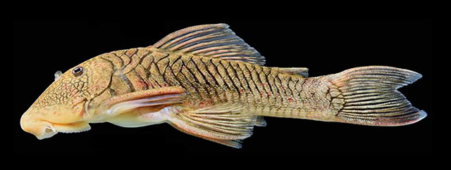 Chaetostoma branickii